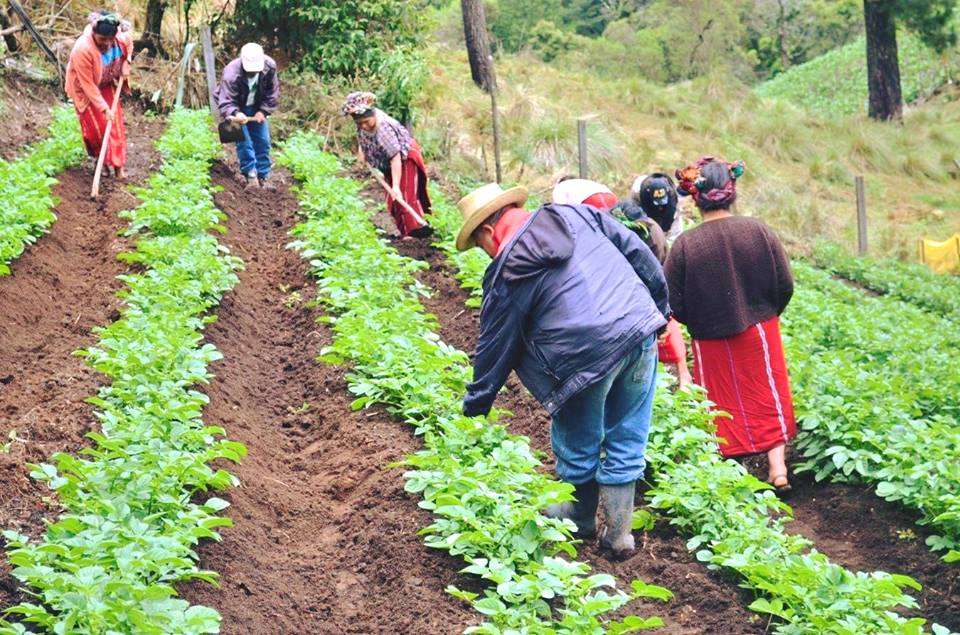 Salario mínimo 2026: el sector agrícola pide un trato diferenciado