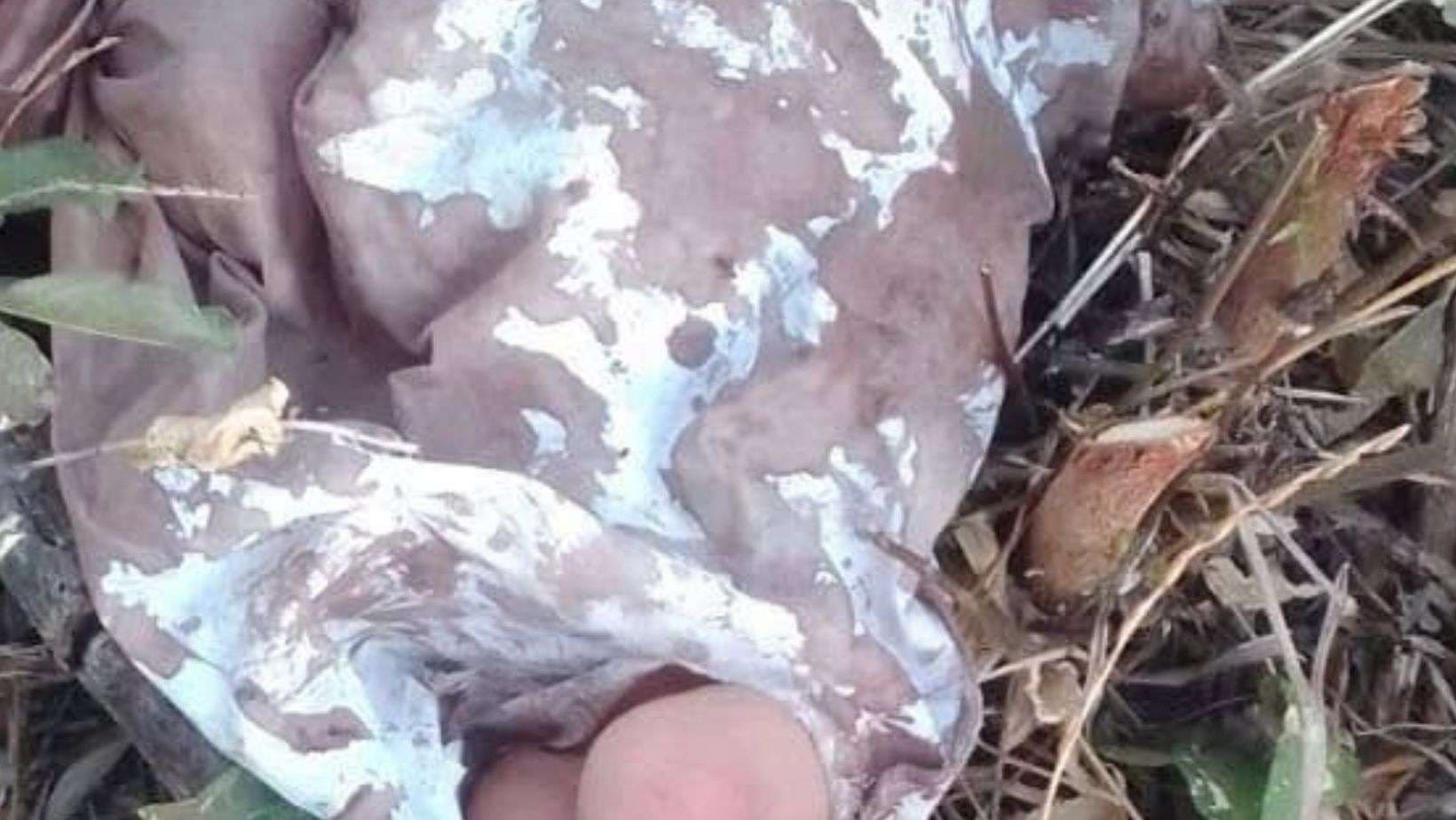 ¡Entre el silencio… su llanto la salvó! Así fue localizado el bebé abandonado en El Palmar