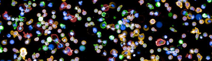 El mapa de conexiones del sistema inmunitario abre la vía a nuevas terapias