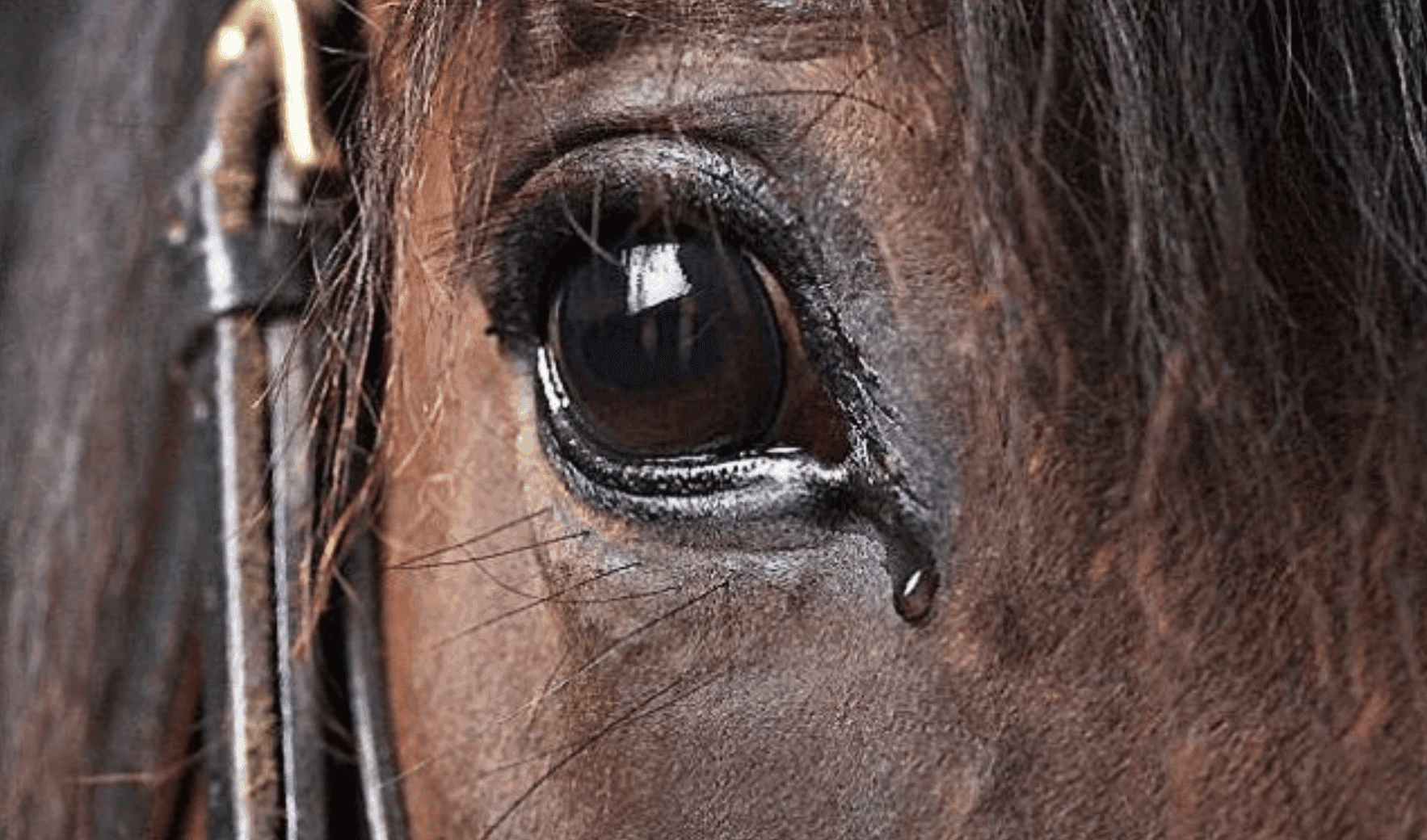 En desfile de Chiquimula un caballo pierde el control (video)