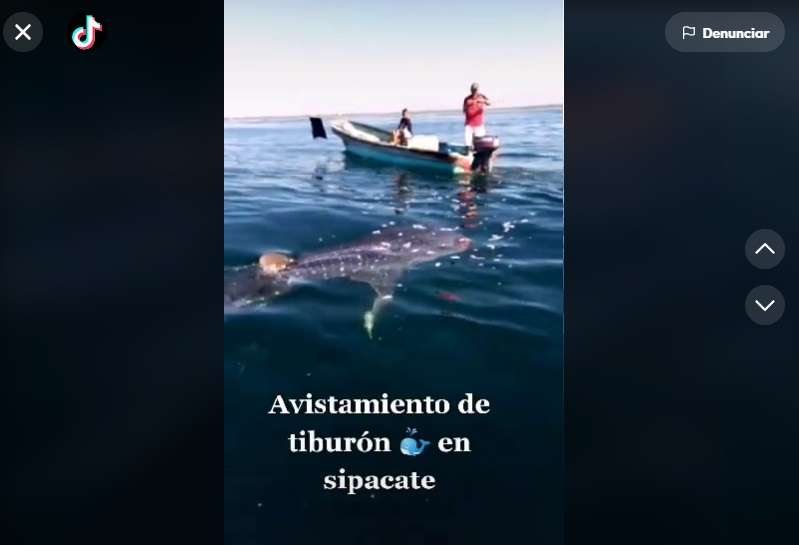 VIDEO | Tiburón ballena se deja ver en aguas de Sipacate, Escuintla