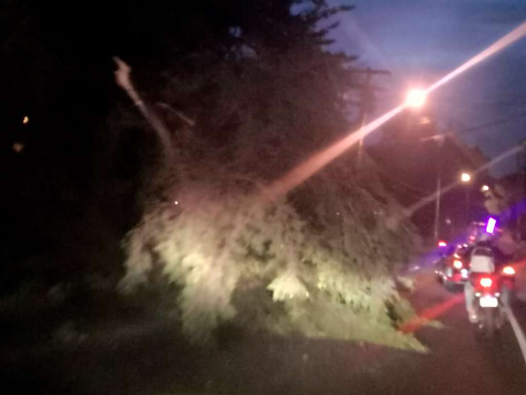 árbol-san-cristobal