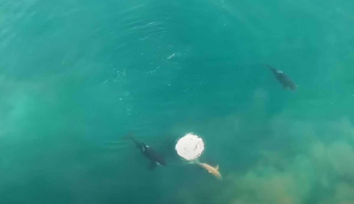 orcas tiburón blanco