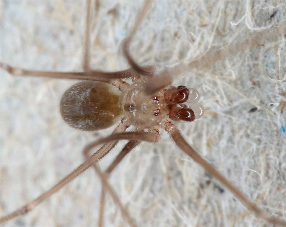 Fotografía cedida hoy por Huber Bernhard del Museum Koenig que muestra un ejemplar de la nueva especie de araña del género Metagonia lágrimas, descubierta en Galápagos (Ecuador). EFE/Huber Bernhard/Museum Koenig