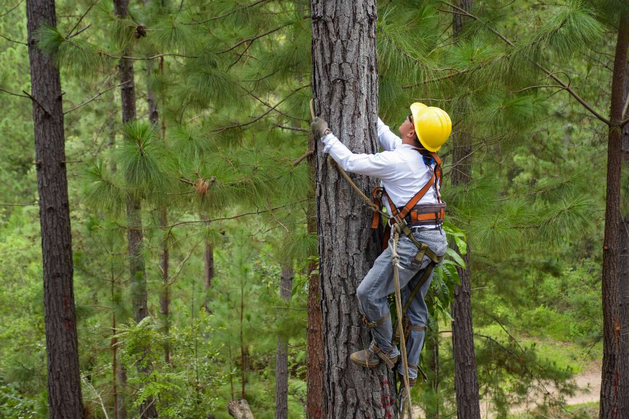¿Qué es el mejoramiento de recursos genéticos forestales?