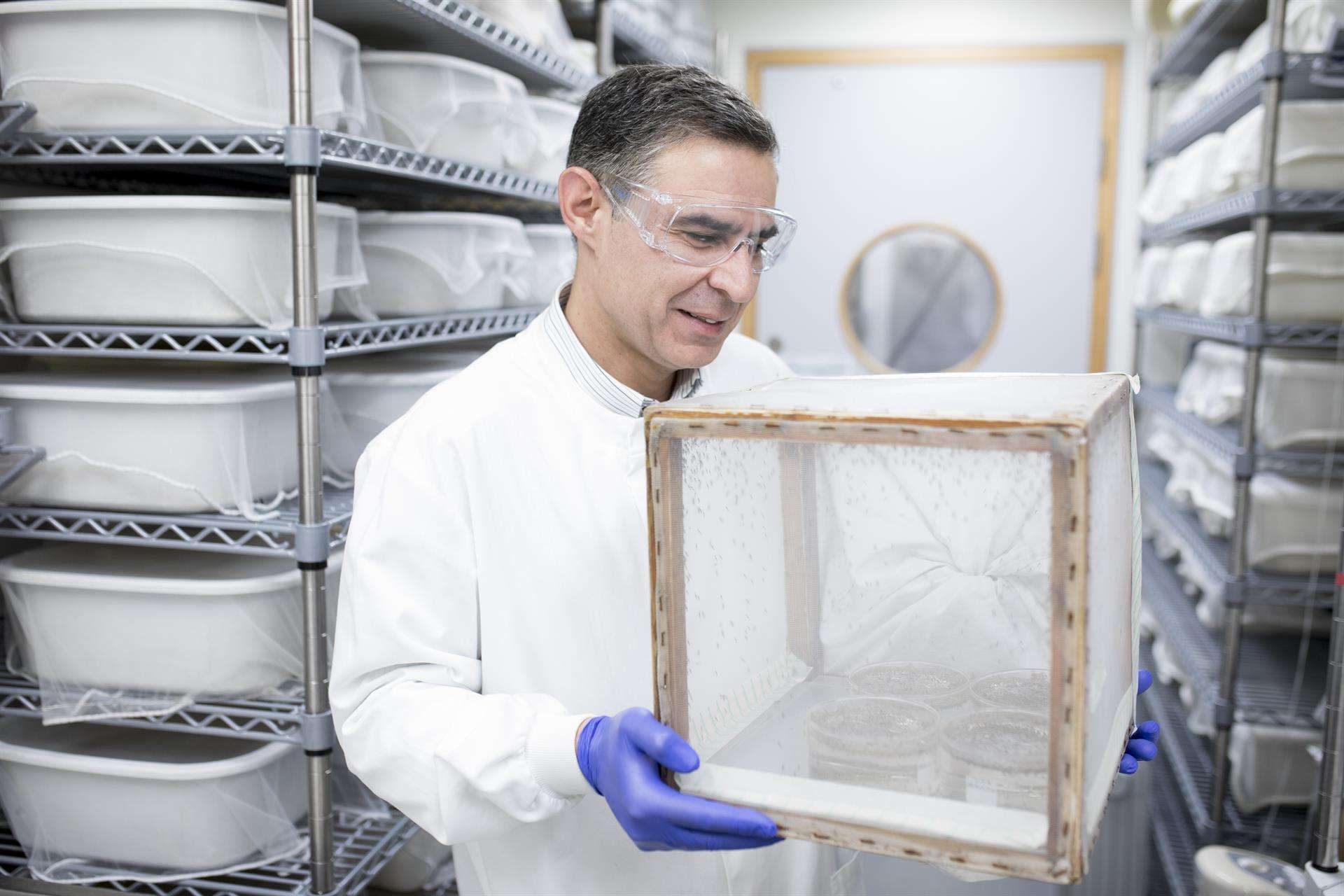 El profesor George Christophides, uno de los autores de la investigación, sostiene una caja de mosquitos en el laboratorio. EFE/Imperial College London