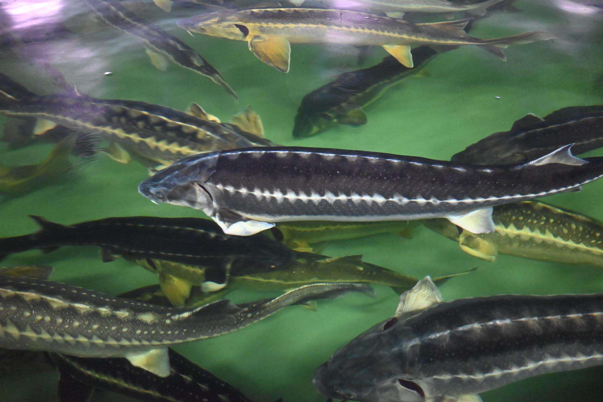 imagen de archivo de una piscifactoría de esturiones. EFE/Ignacio Ortega