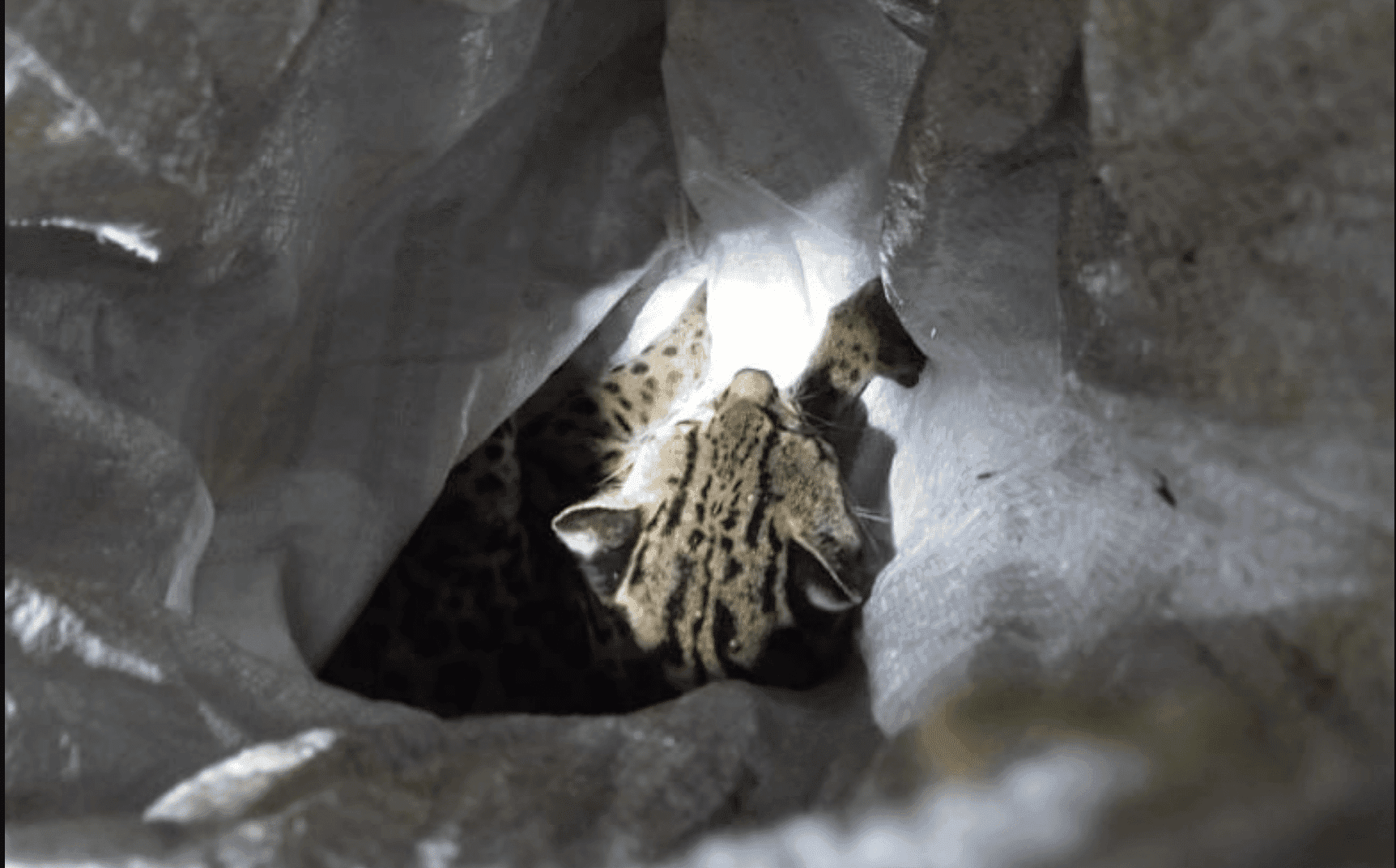 Atropellan a un Tigrillo en Cobán, bomberos lo auxilian