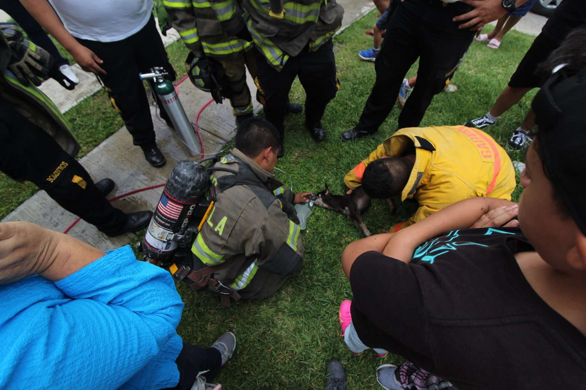 Perrito estuvo cerca de morir en una vivienda que se incendió