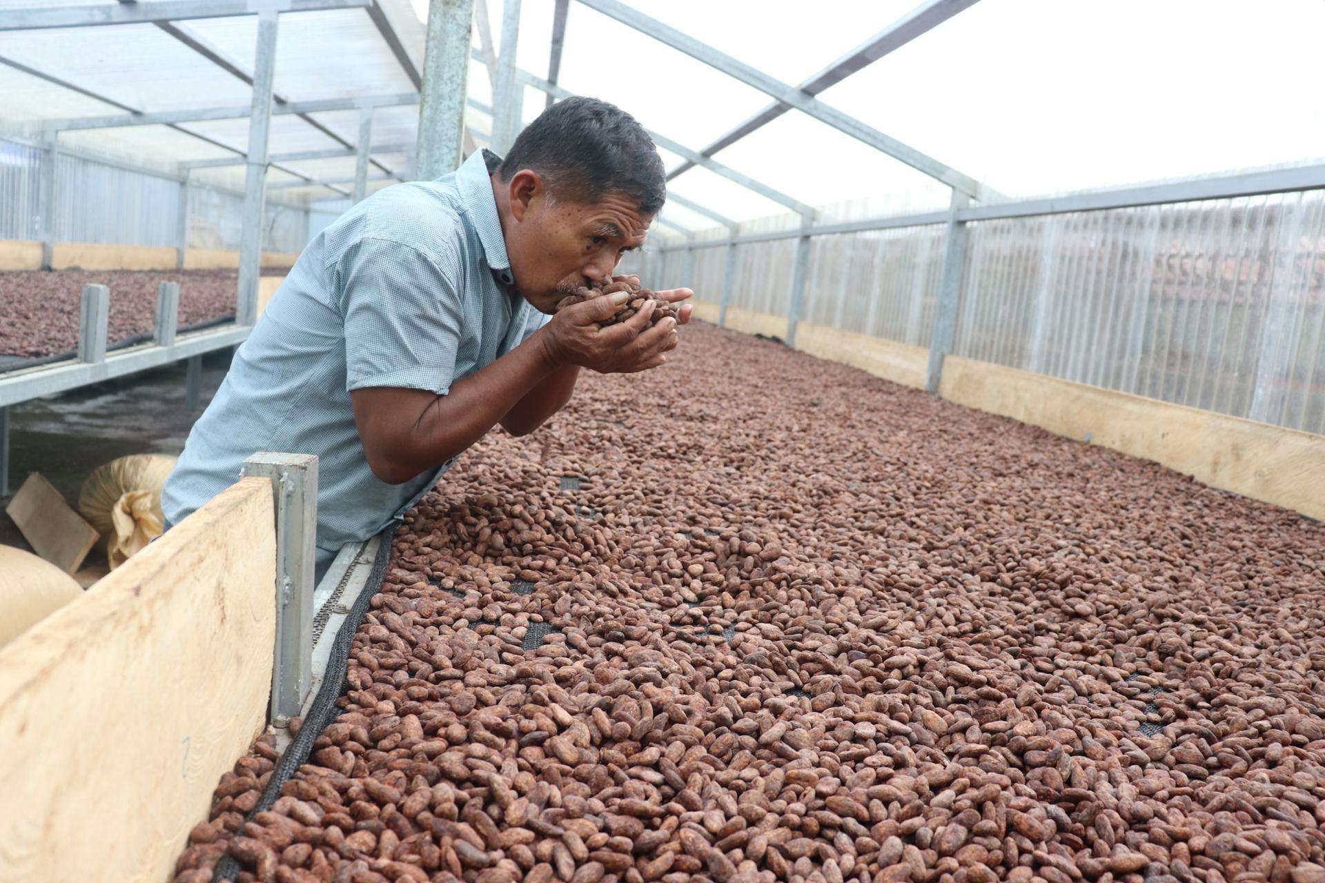 Agricultores de Centroamérica aumentan la productividad con un cultivo sostenible de cacao