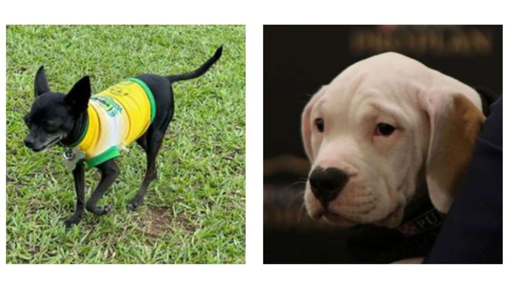 Perros de comunicaciones y guastatoya