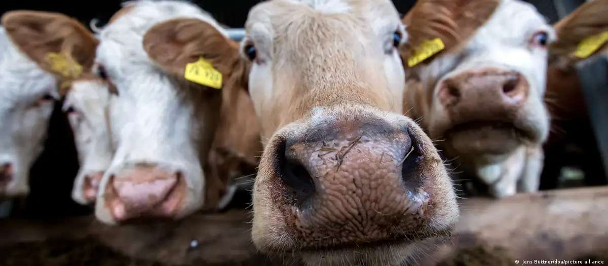 Transforman carbón en proteína para alimentación animal