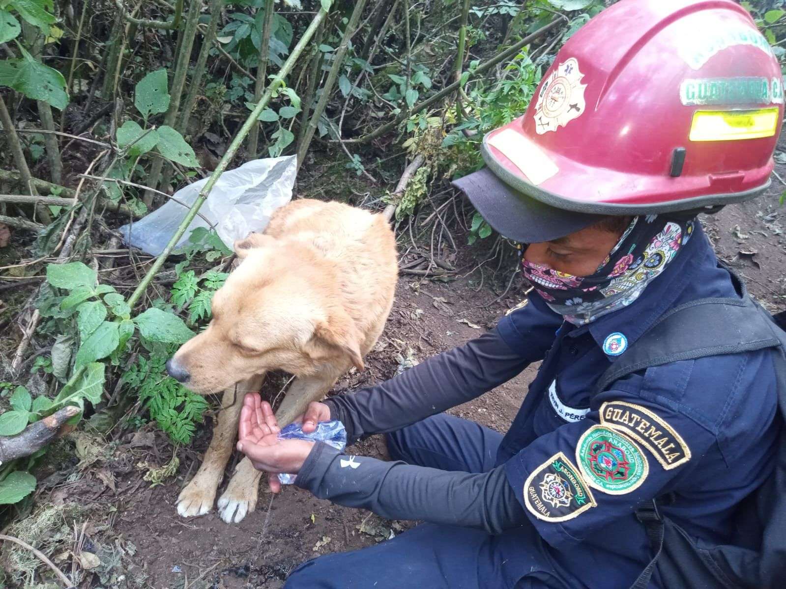 Perrito es rescatado en el volcán de Agua ¿Cuál era su estado?