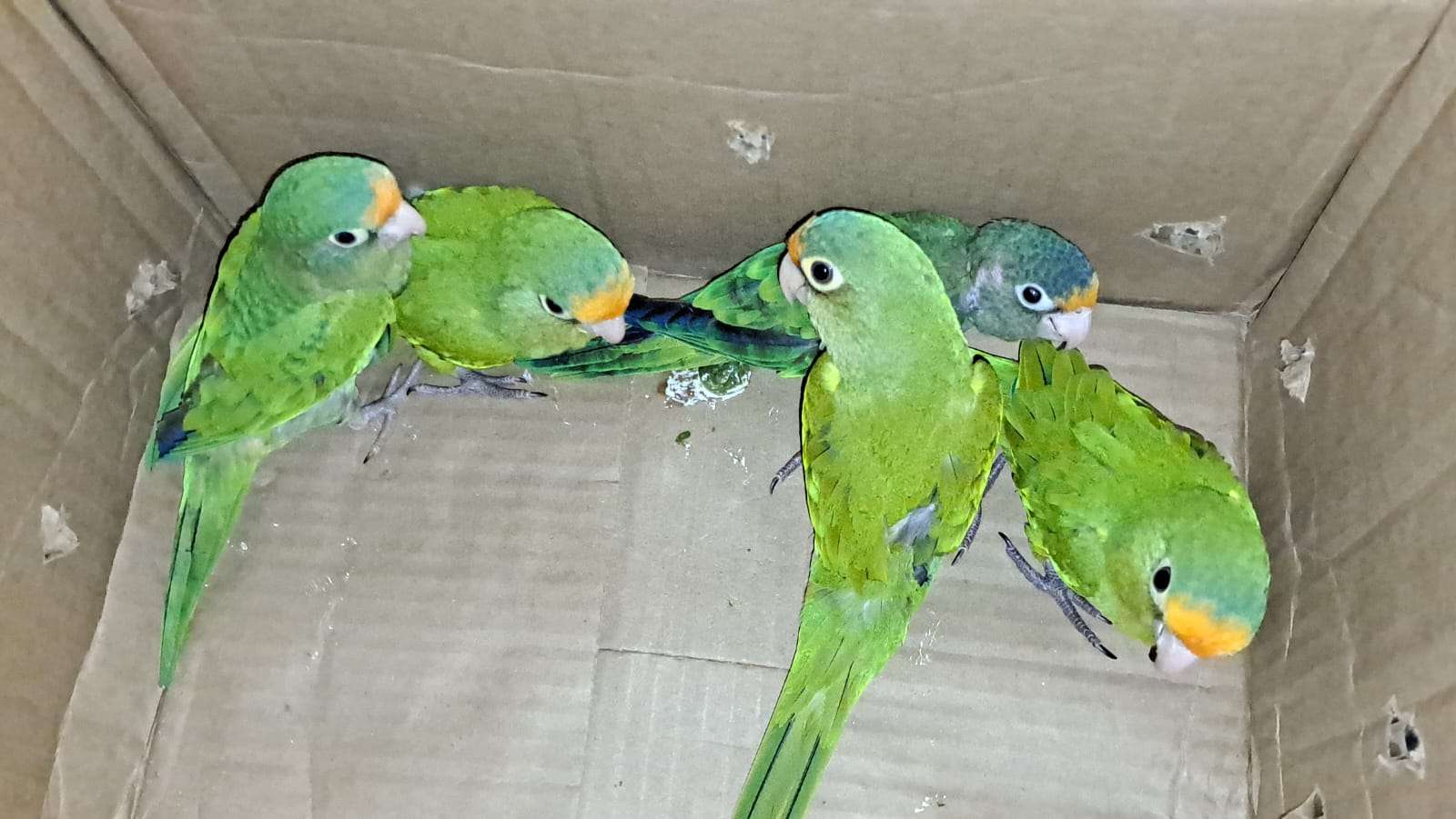 aves en peligro de extinción cargaba sra en cuilapa