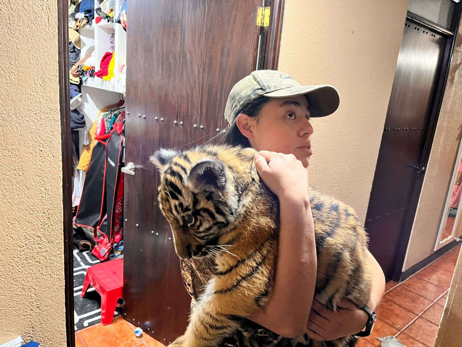EN FOTOS | Así fue el rescate de un tigre de bengala de 4 meses en Colinas de Monte María