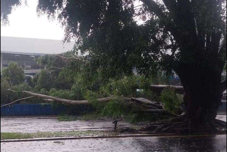 ÚLTIMA HORA | Reportan caída de árbol en 10ma avenida, zona 5