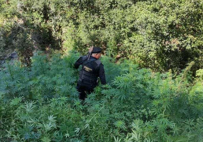 Erradica plantaciones de marihuana en Totonicapán valoradas en Q640,000