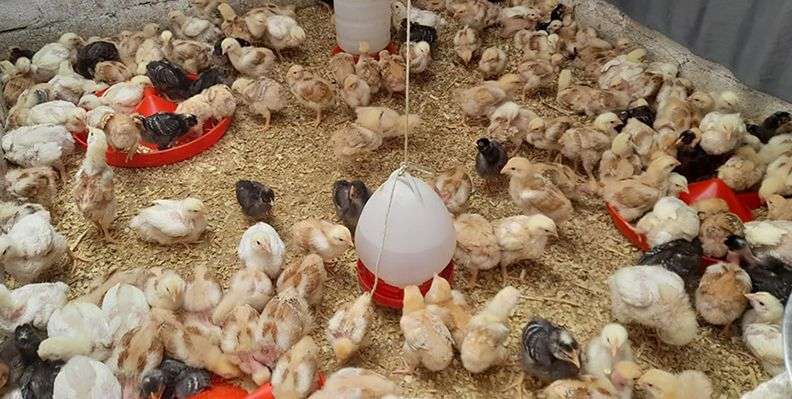 Productoras rurales de San José Chacayá impulsan Granja Avícola "Sanos y confiables"