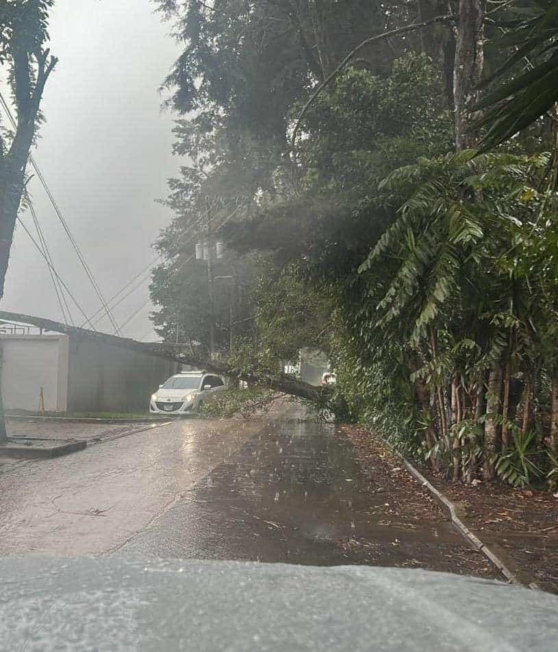 Conred reporta caída de árbol en kilómetro 26.6 de Santa Elena Barillas