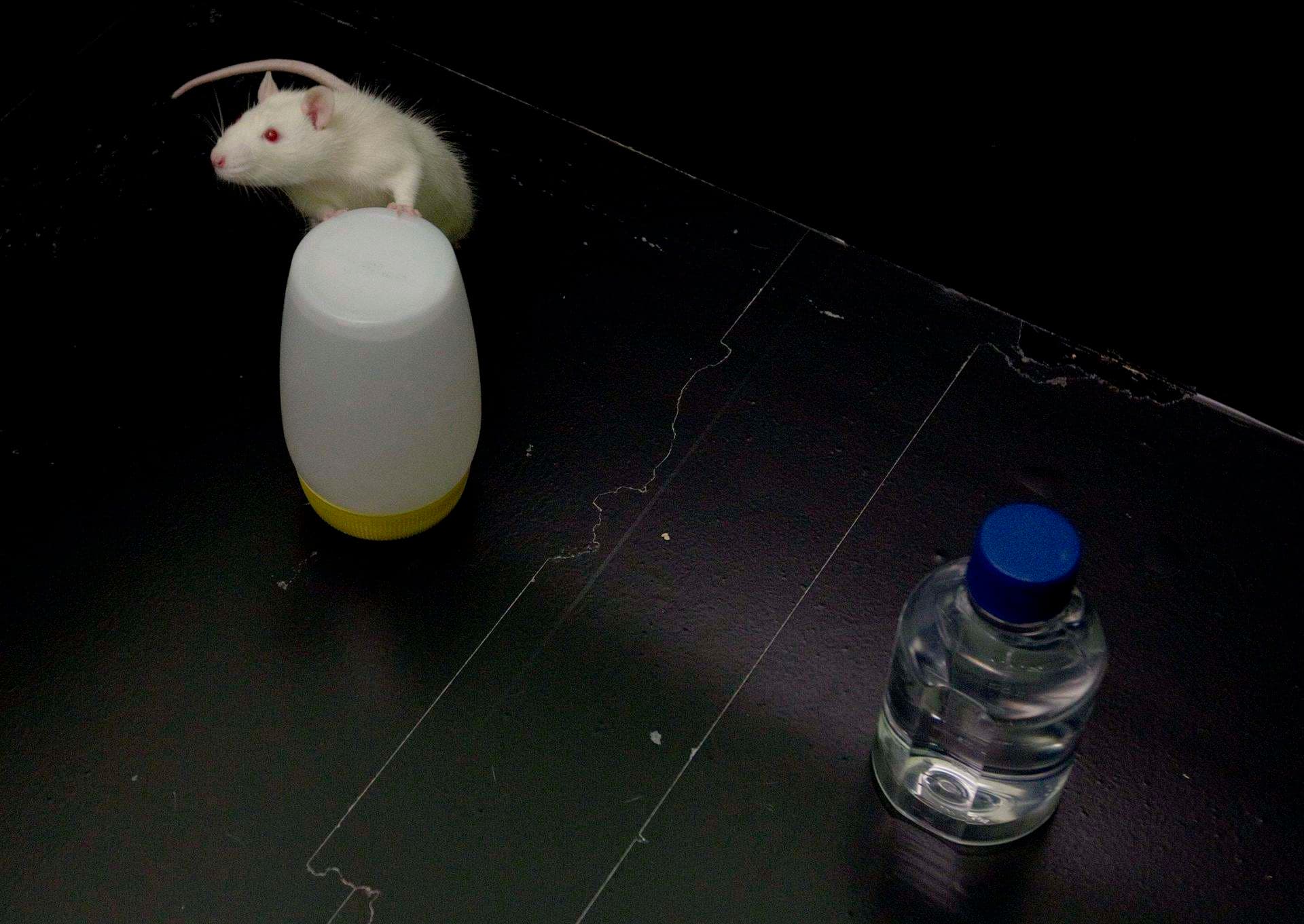 Un fármaco para la esclerosis múltiple repara en ratones el daño cardíaco tras un infarto