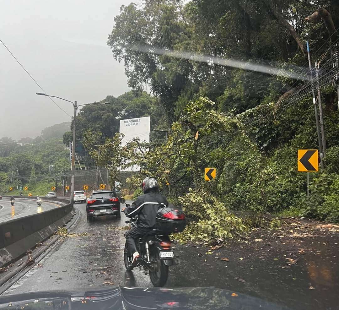 ÚLTIMA HORA | Árbol bloquea carril en kilómetro 8.5 de Carretera A El Salvador