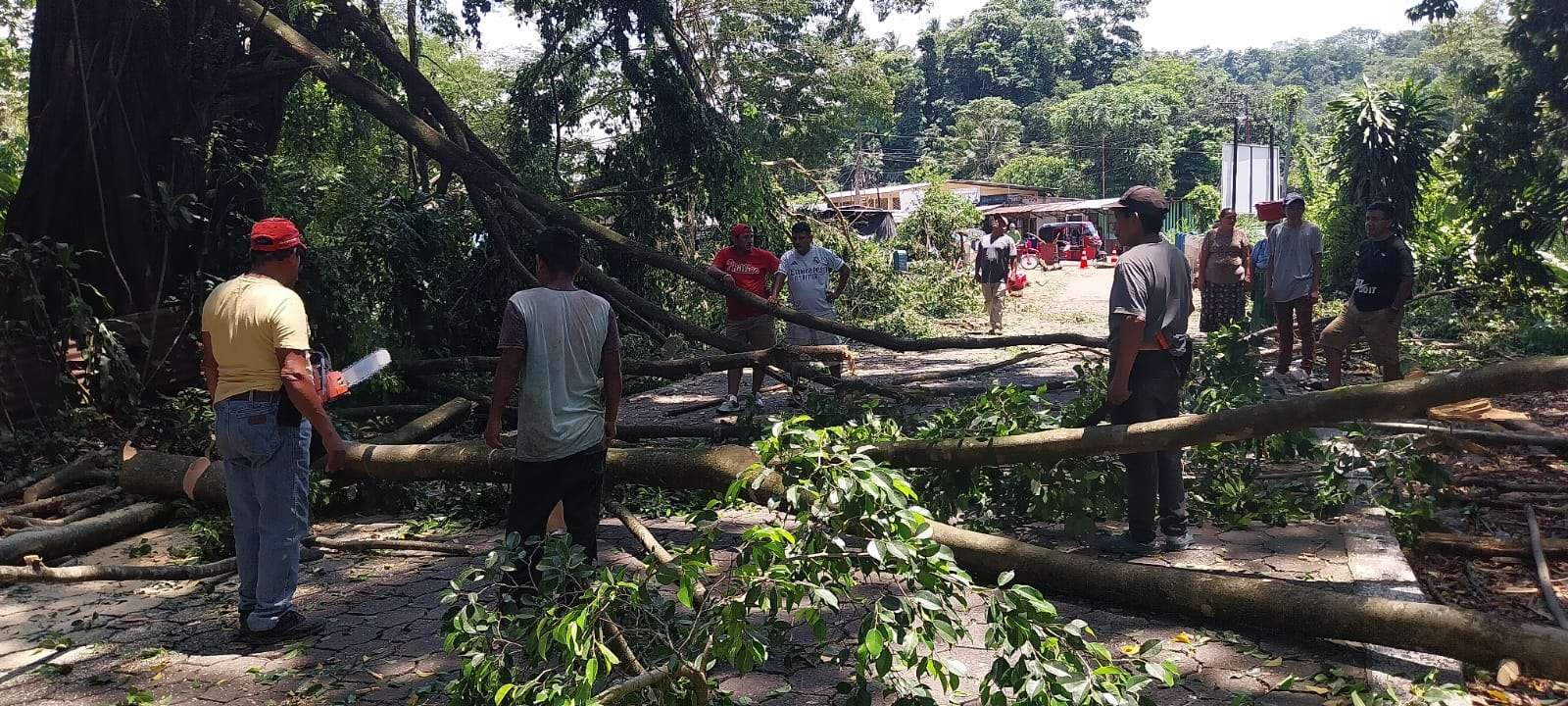 Árbol caído en kilómetro 146 bloquea acceso a San Pedro Cutzán