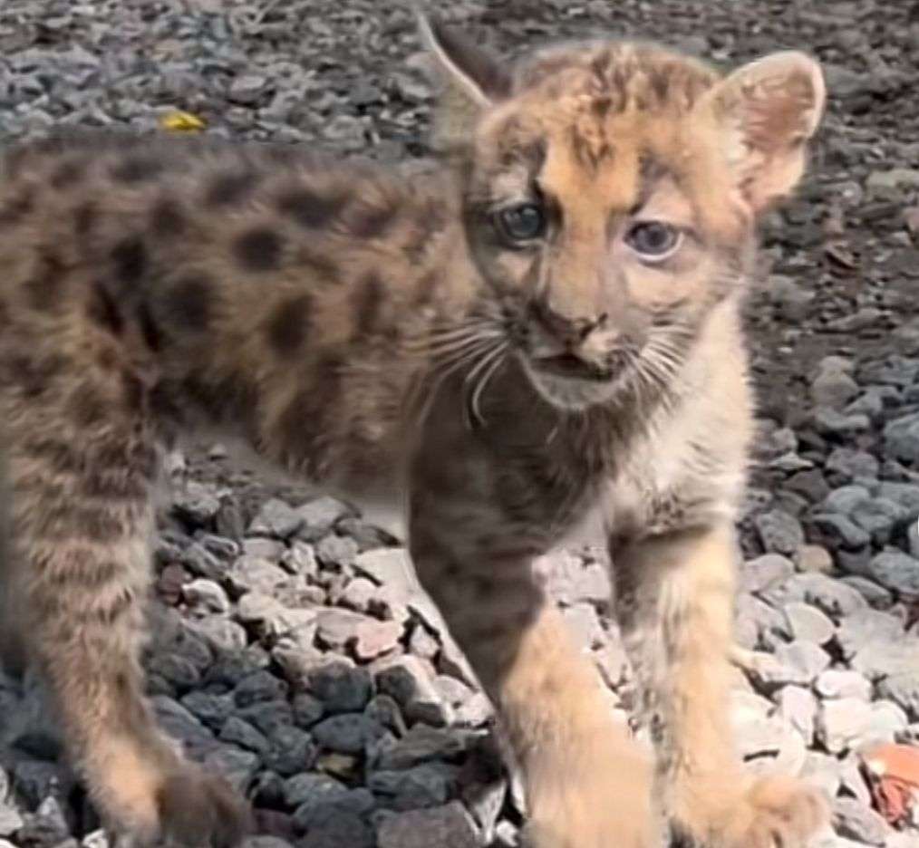 Conoce a Meimei, la cachorra de puma que está conquistando el Autosafari