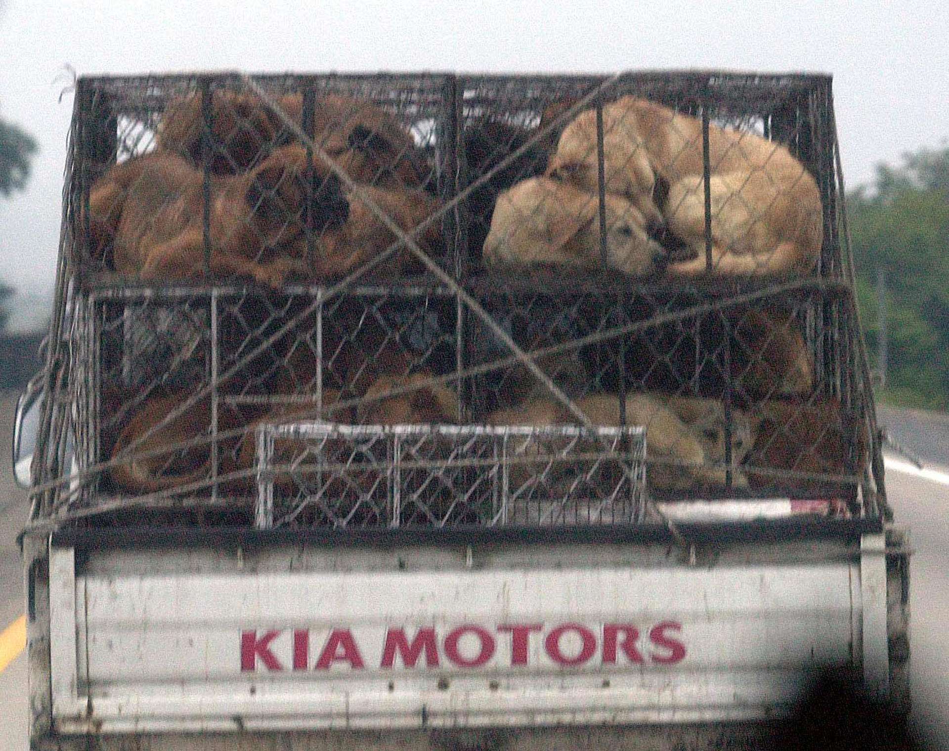 Corea del Sur invertirá 82 millones de dólares para cerrar industria de carne de perro