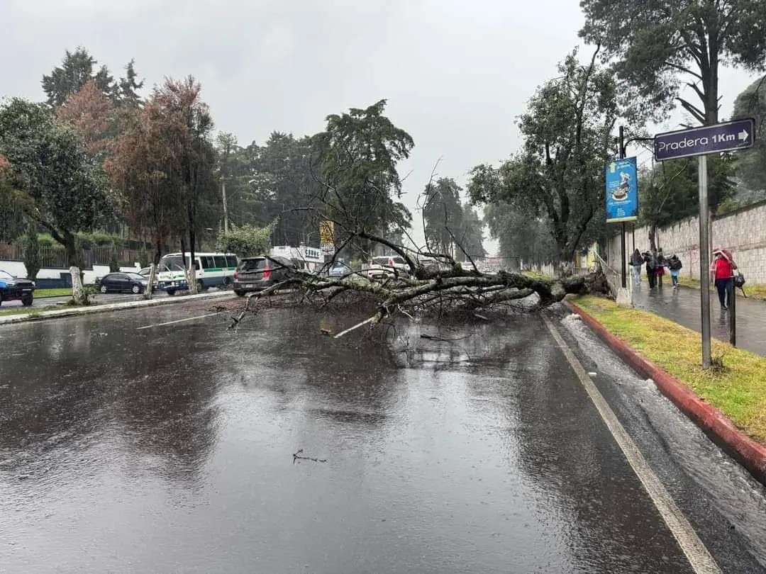 Árbol caído en zona 3 de Quetzaltenango complica tránsito vehicular