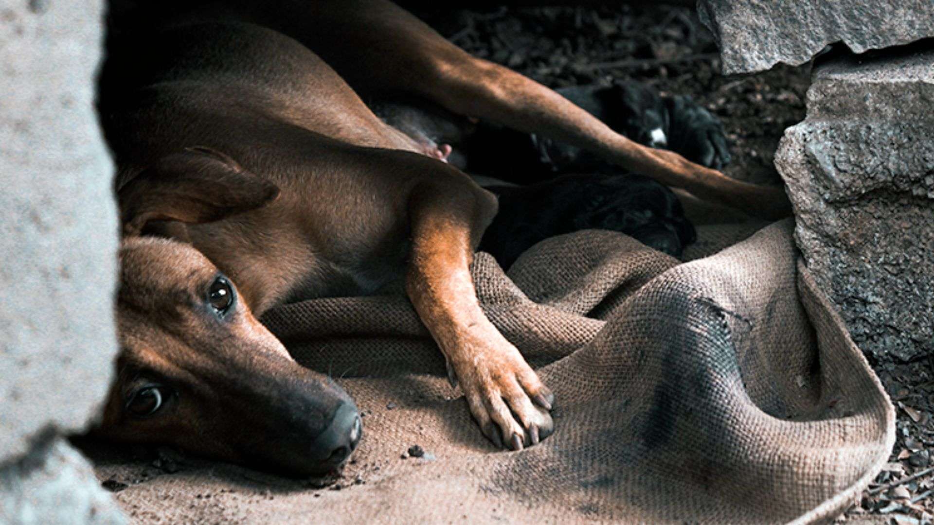 ¿Dos a cuatro años de cárcel por maltrato animal? Diputados impulsan cambios a la ley