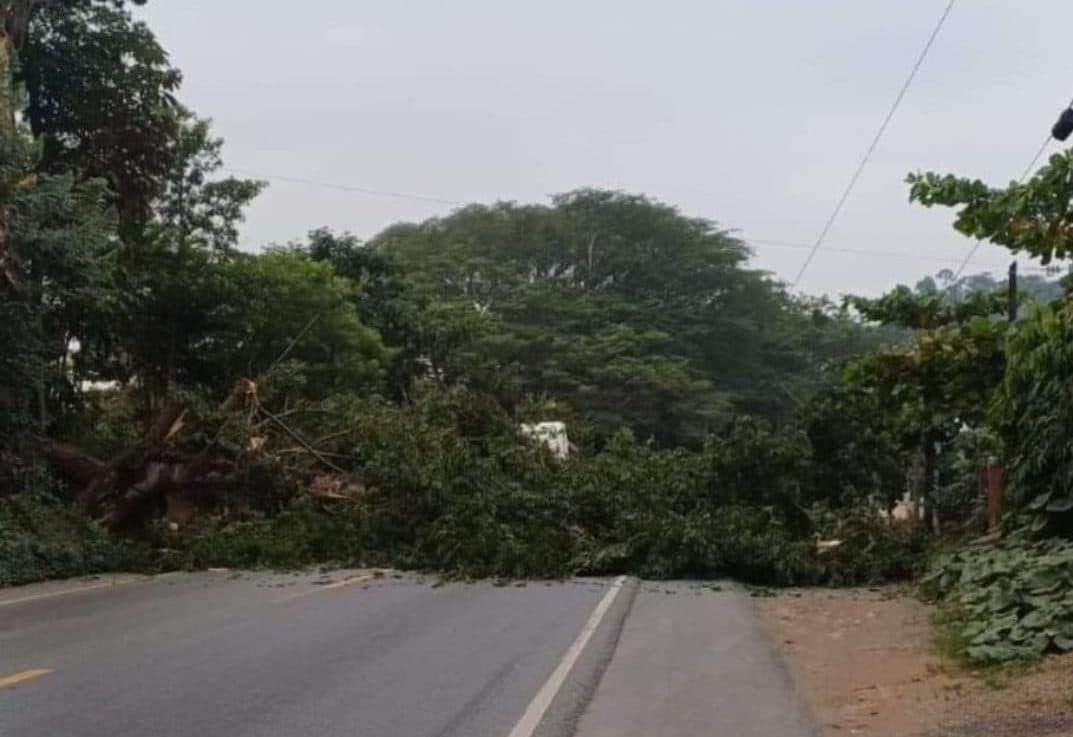 Árbol caído cierra completamente la vía en aldea Gran Cañón