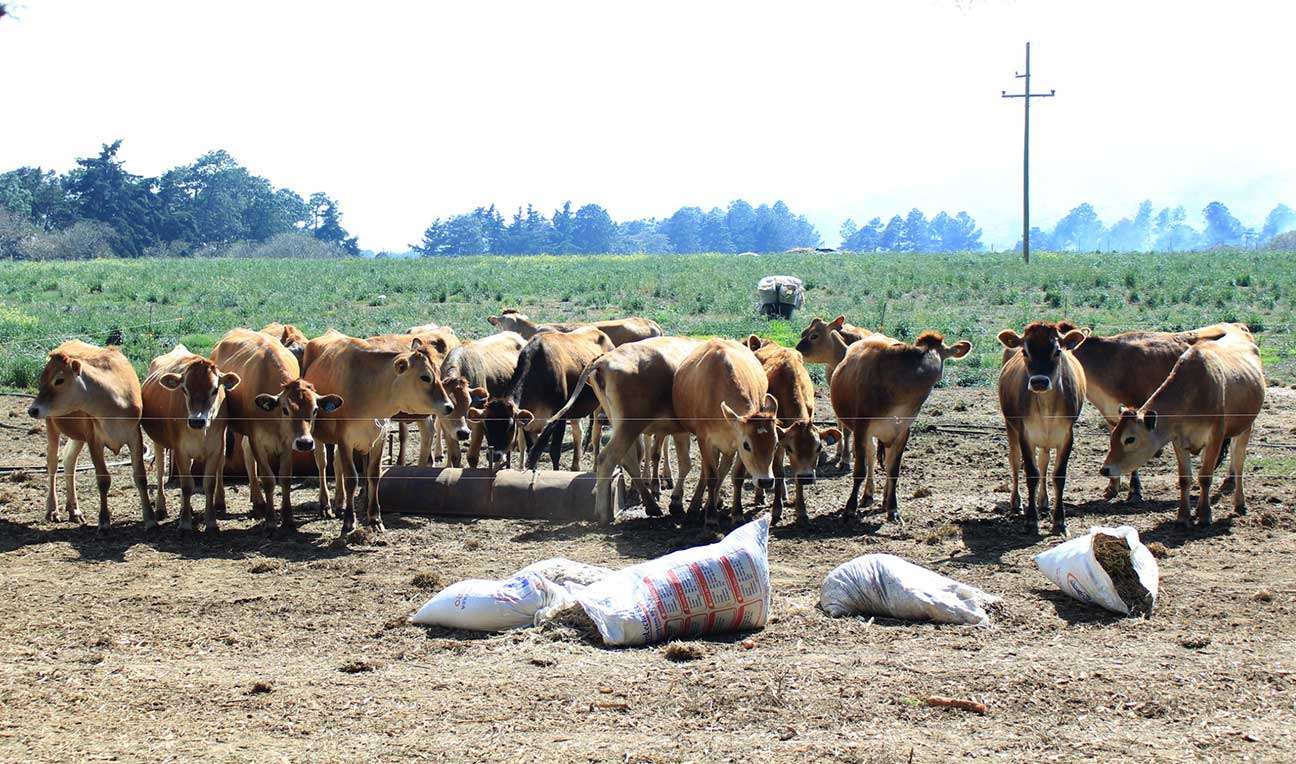¿Qué está pasando? Confirman 9 casos de gusano barrenador en Guatemala