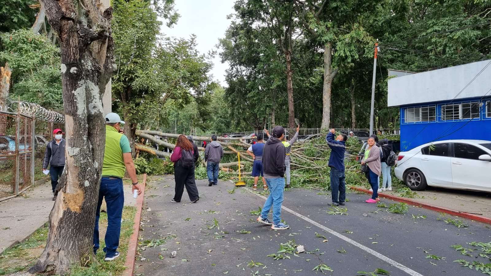 EN FOTOS | Árbol caído bloquea ingreso al Hospital Roosevelt y afecta acceso a ambulancias