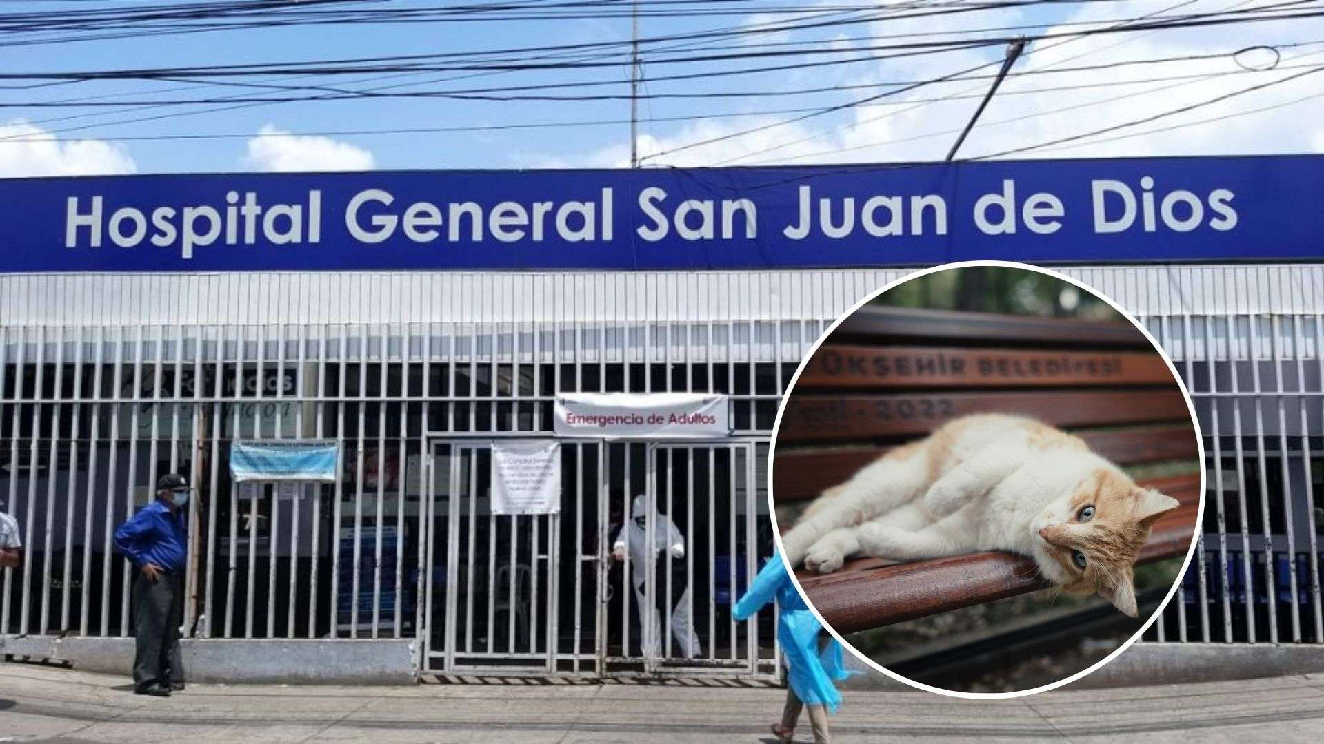 ¿Hospital o refugio? Gatos bien cuidados, pacientes en espera: La controversia en el San Juan de Dios