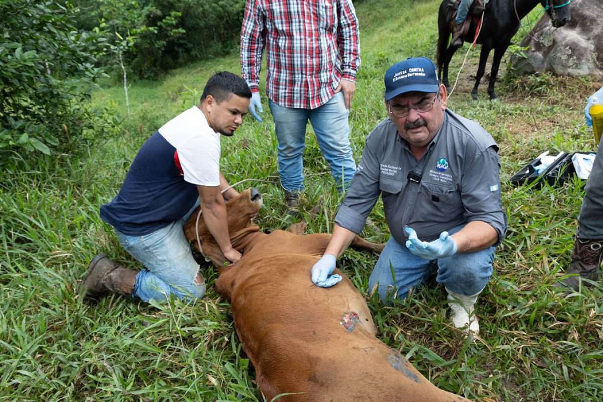 98 casos y contando… ¿Cómo enfrenta Guatemala al Gusano Barrenador?