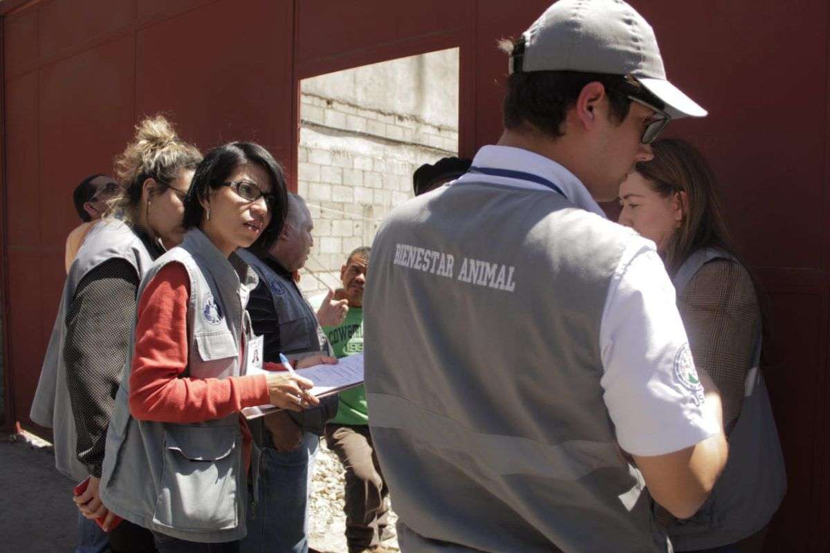 Investigan denuncia por maltrato contra un perro en Mixco