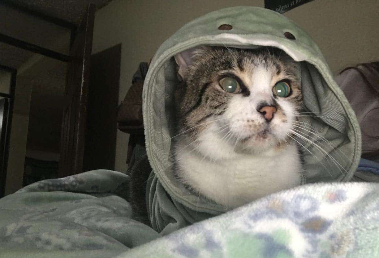 Día Internacional del Gato🐱¿Ya consentiste a tu michi? Comparte su mejor foto aquí