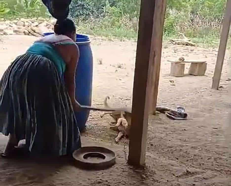 ¿Tienes información? Autoridades investigan caso de maltrato animal grabado en video