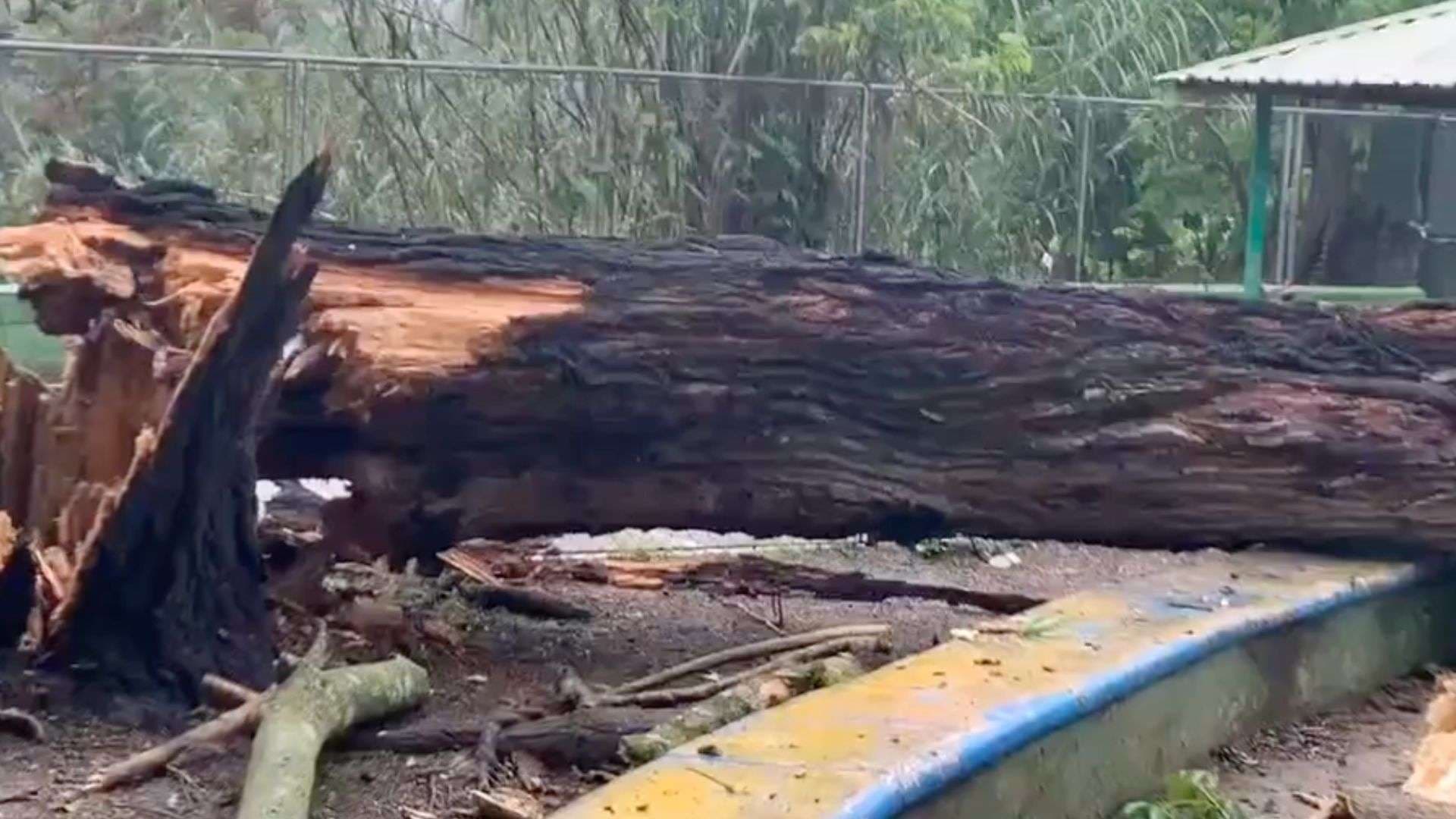 Daños materiales, cortes eléctricos y bloqueo vial por caída de árboles ¡Todo lo que debes saber!