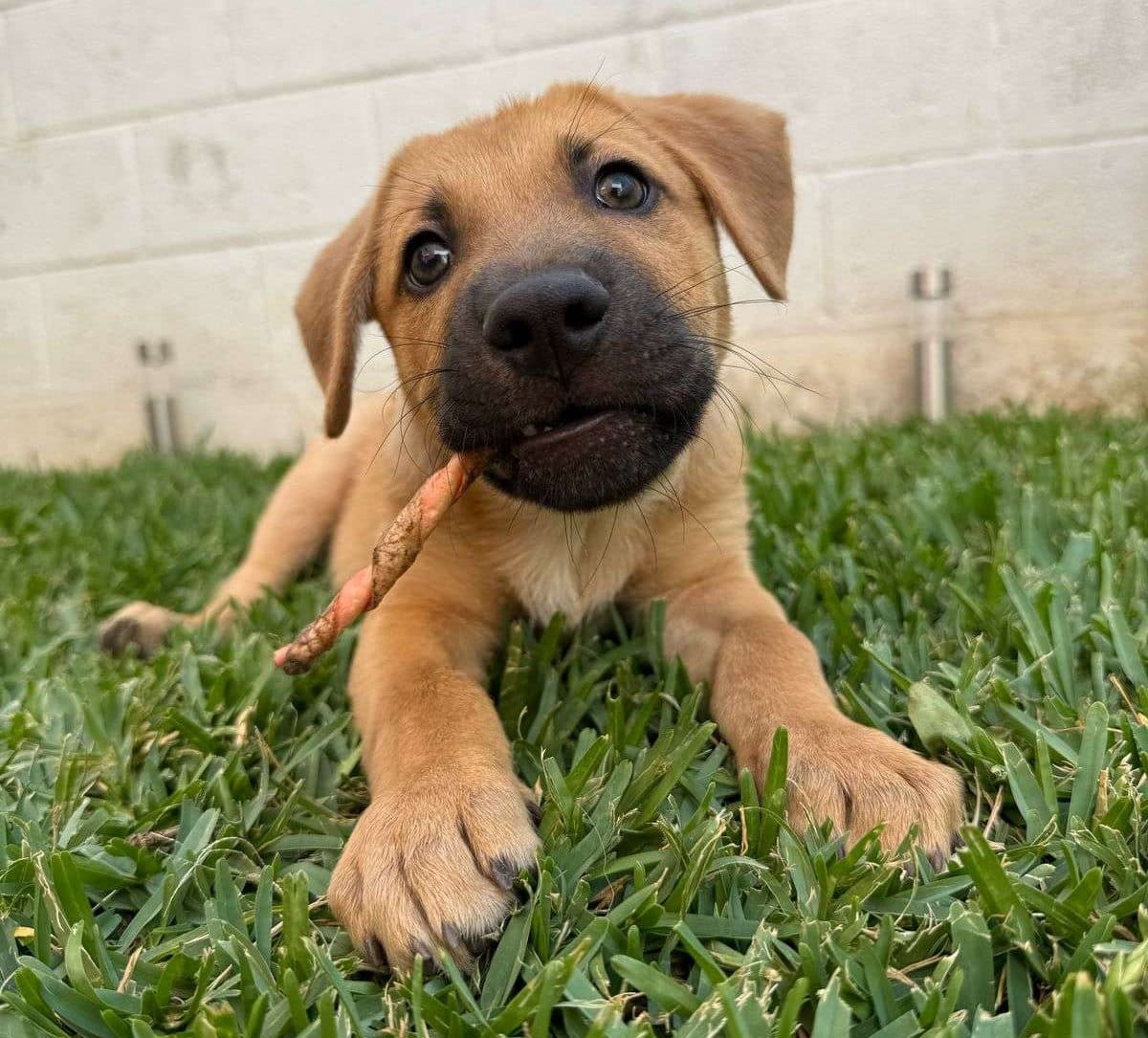 🐾 Un día para quienes siempre están a tu lado ¡Feliz Día del Perro!