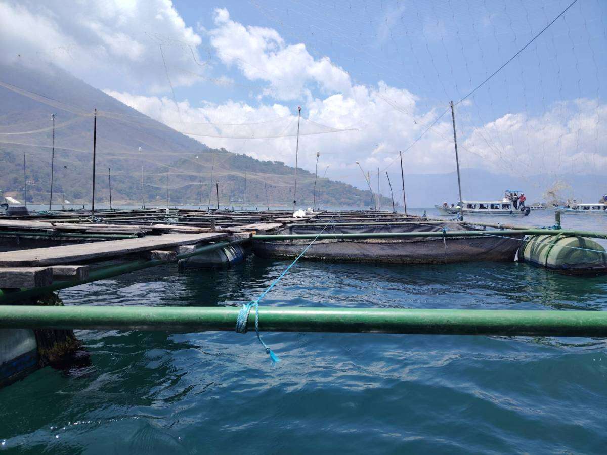 ¿Tilapia en Atitlán? Denuncian contaminación y daño al lago más icónico de Guatemala