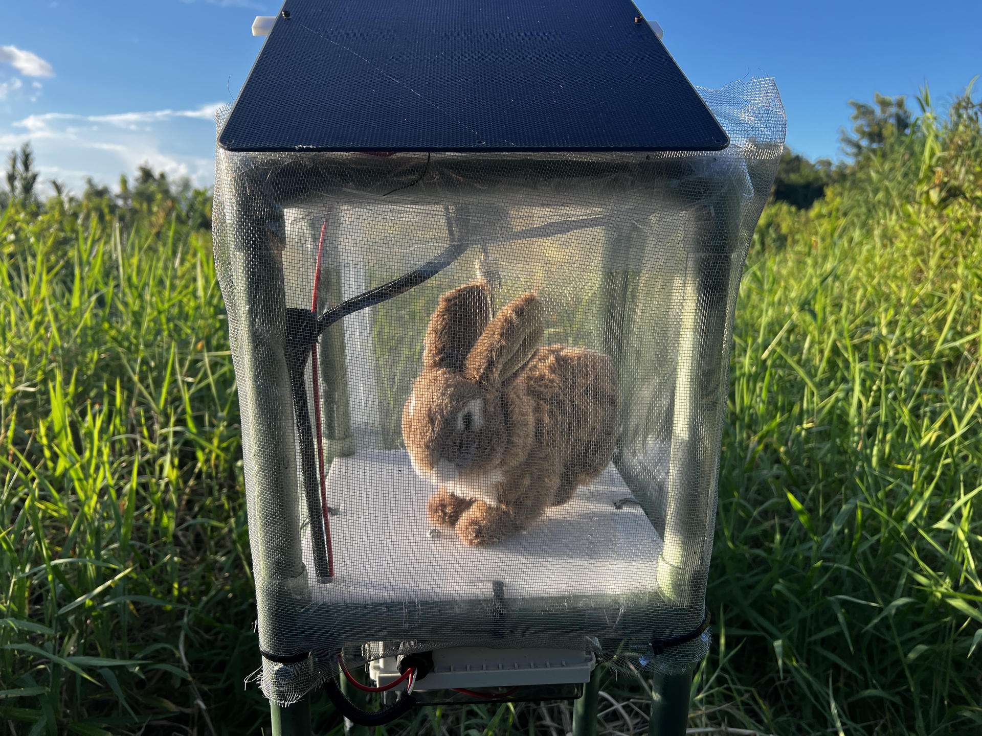 Florida combate una invasión de pitones birmanas con conejos robots
