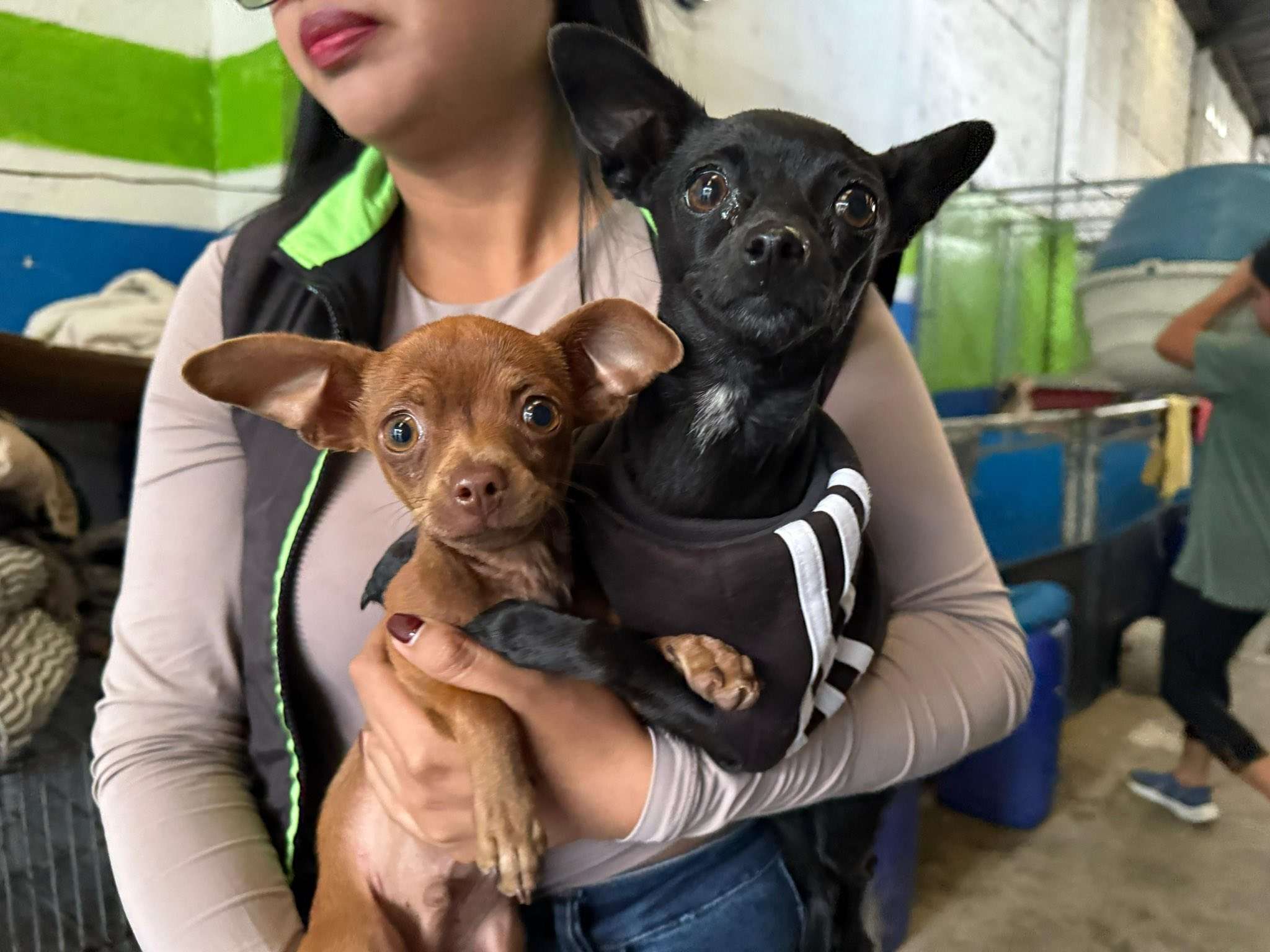 Maltrato en casa: Así fue el rescate de dos chihuahuas en Mixco