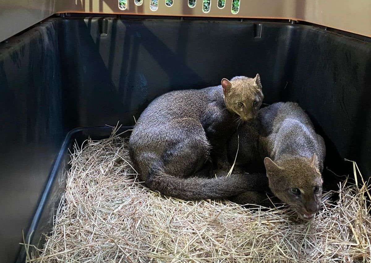 ¡De vuelta a casa! Dos crías de jaguarundi regresan a la naturaleza en Suchitepéquez