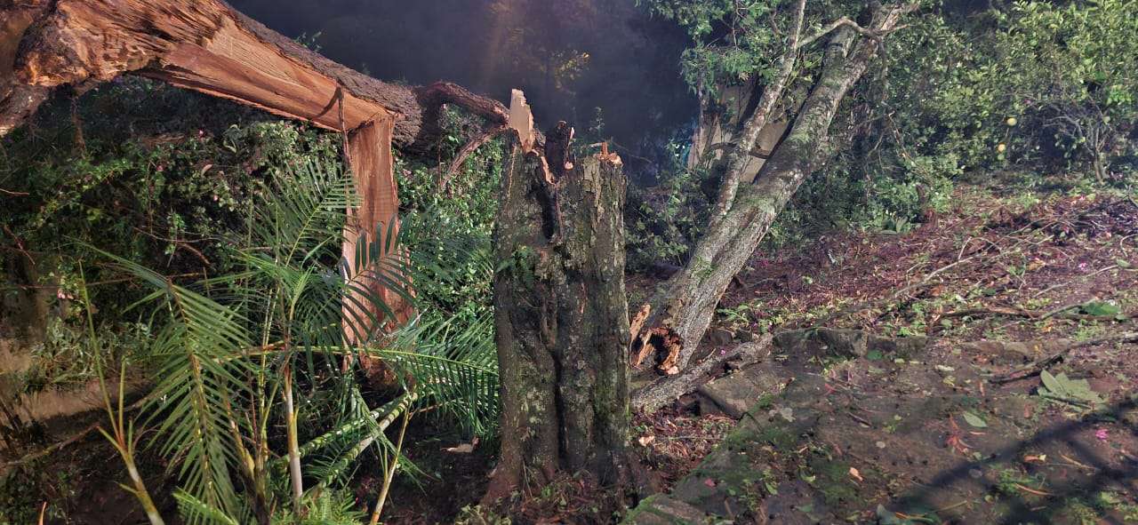 ¡Precaución! Árboles caídos complican el tránsito en varias zonas de la capital