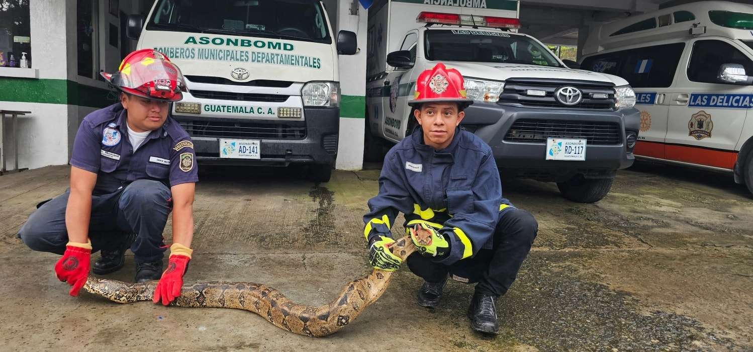EN FOTOS | Mazacuata gigante vuelve al bosque tras ser capturada