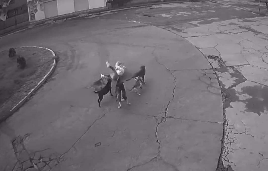 En video | Perros atacan a una mujer, pero huyen ante un 'forastero de cuatro ruedas'