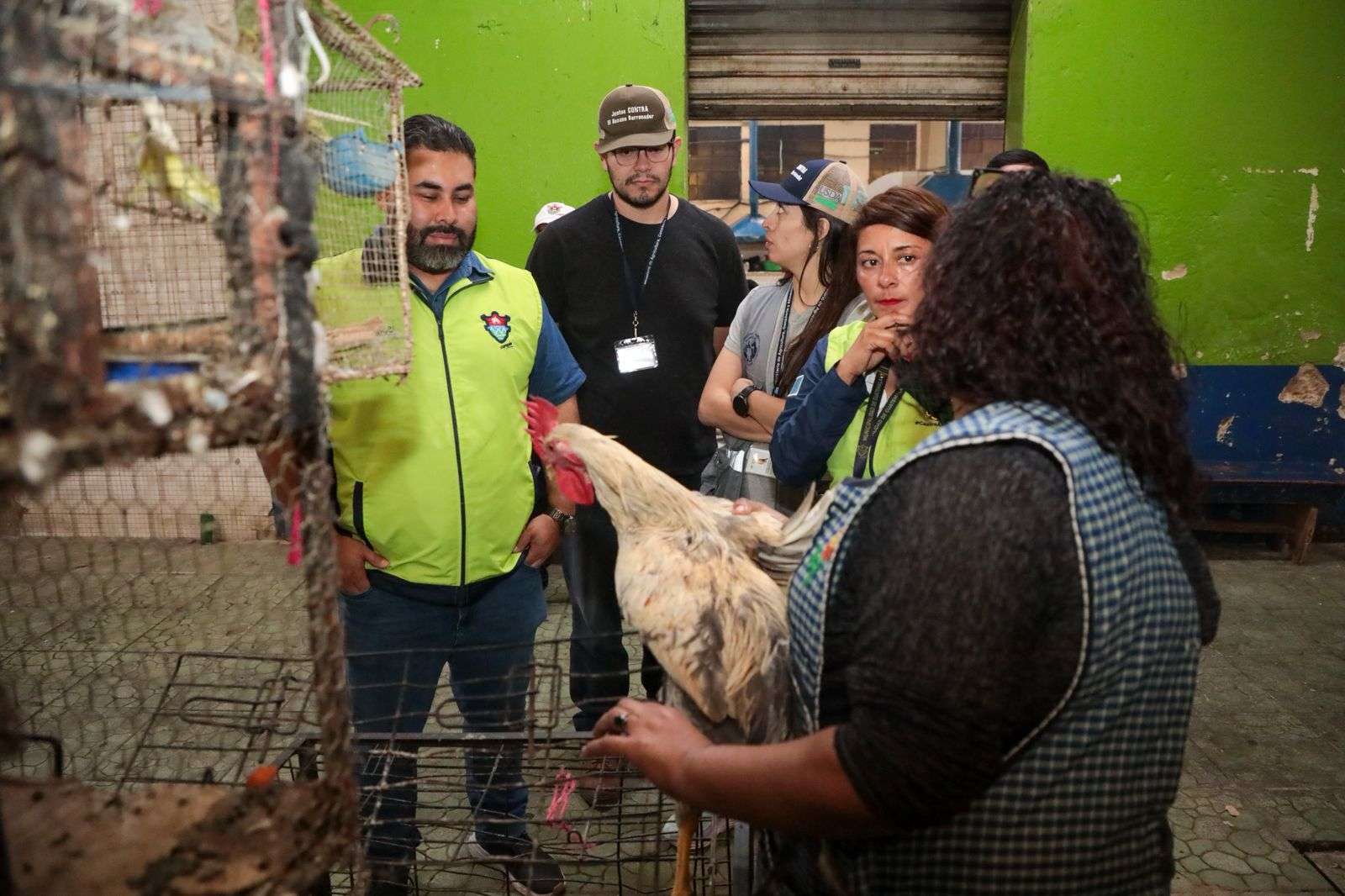 ¿Qué está pasando en los mercados? Operativo revela cómo se trata a los animales de corral