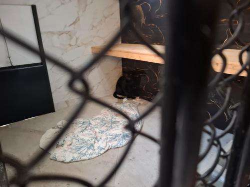 EN VIDEO | ¡Así fue el rescate del jaguar negro desaparecido en Guatemala!